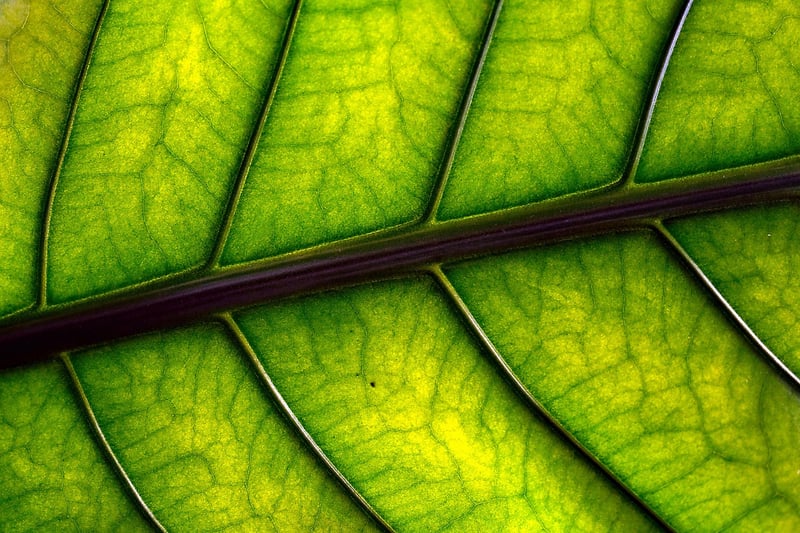 Leaf Printing